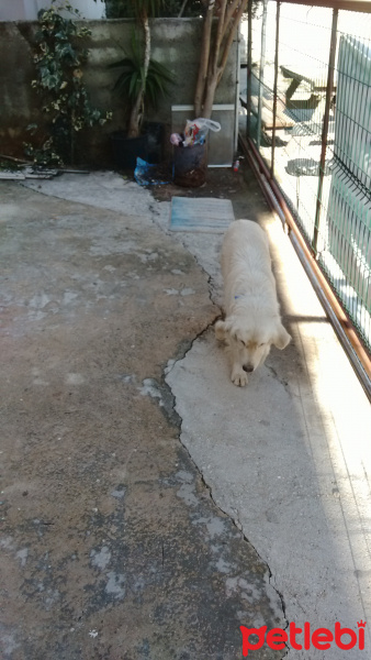 Golden Retriever, Köpek  Cesy fotoğrafı