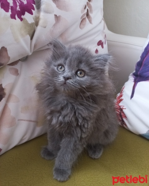 British Longhair, Kedi  Şila fotoğrafı
