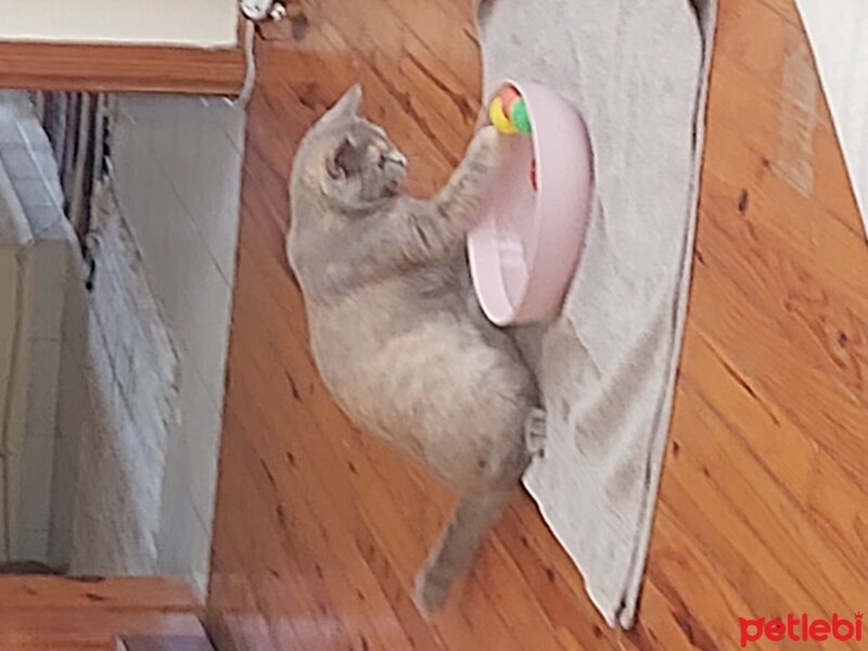 British Shorthair, Kedi  Şila fotoğrafı