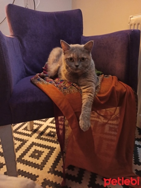 British Shorthair, Kedi  Şila fotoğrafı