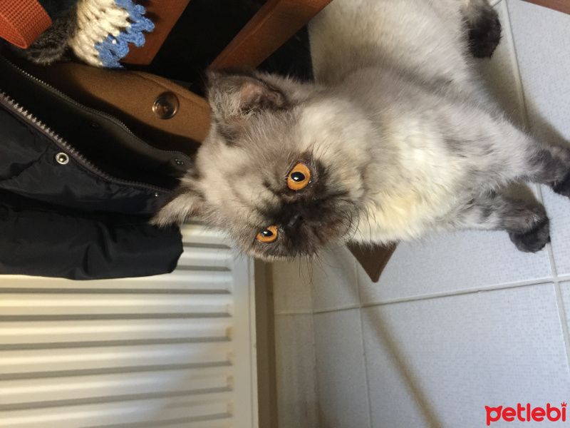 İran Kedisi (Persian), Kedi  duman fotoğrafı