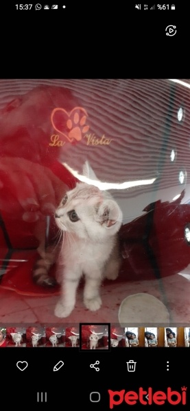 British Shorthair, Kedi  Gümüş fotoğrafı