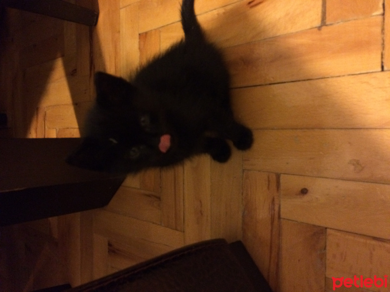British Shorthair, Kedi  Nova  fotoğrafı
