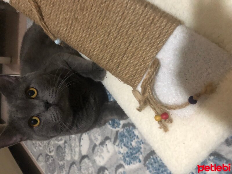 British Shorthair, Kedi  Duman’ım ♾️ fotoğrafı