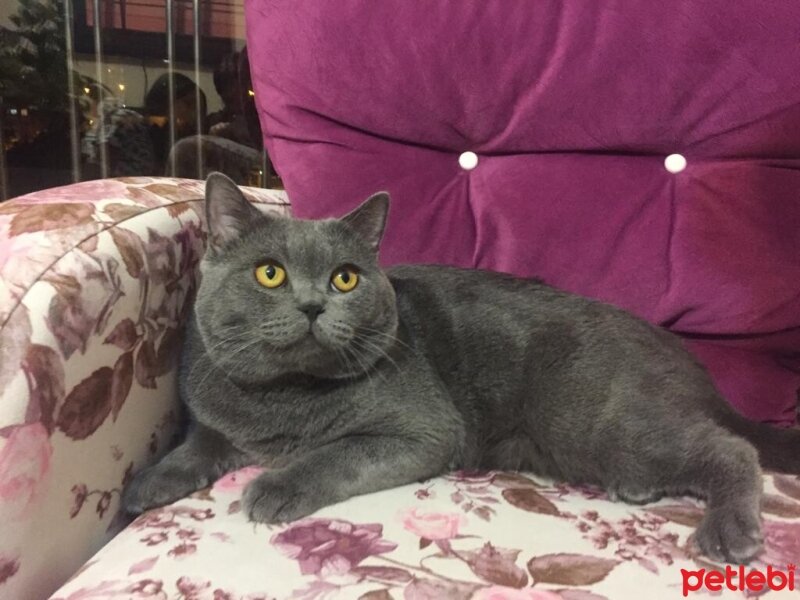 British Shorthair, Kedi  Duman’ım ♾️ fotoğrafı