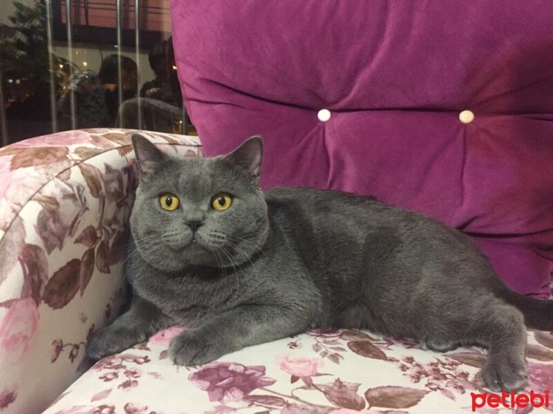 British Shorthair, Kedi  Duman’ım ♾️ fotoğrafı