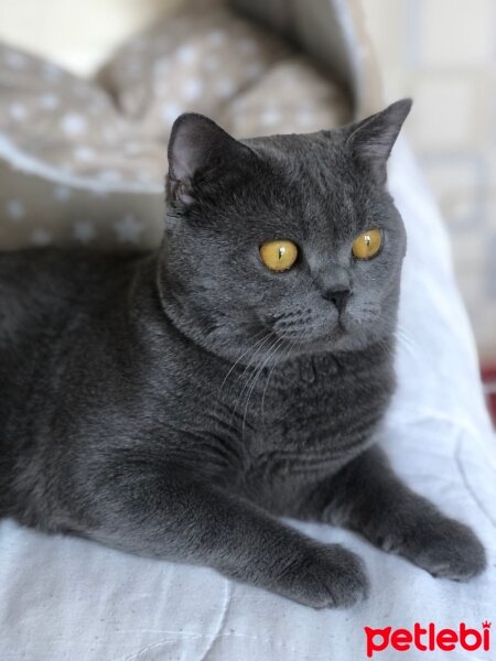 British Shorthair, Kedi  Duman’ım ♾️ fotoğrafı