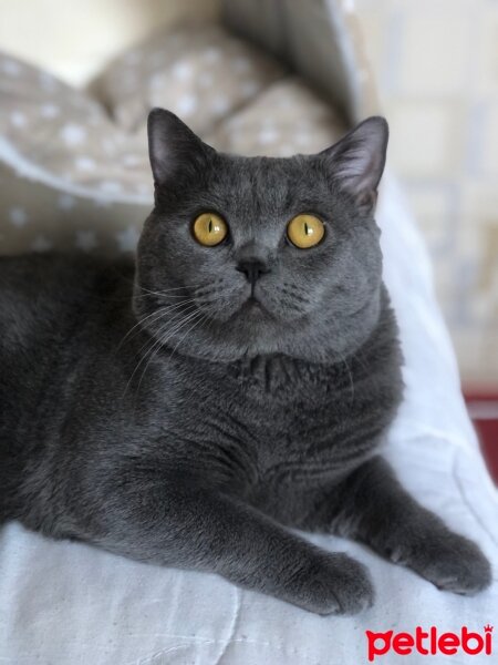 British Shorthair, Kedi  Duman’ım ♾️ fotoğrafı