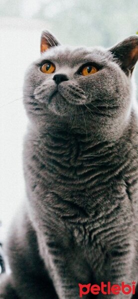 British Shorthair, Kedi  Duman’ım ♾️ fotoğrafı