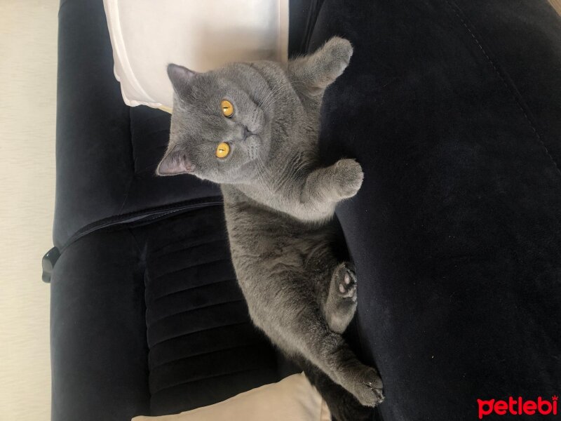 British Shorthair, Kedi  Duman’ım ♾️ fotoğrafı