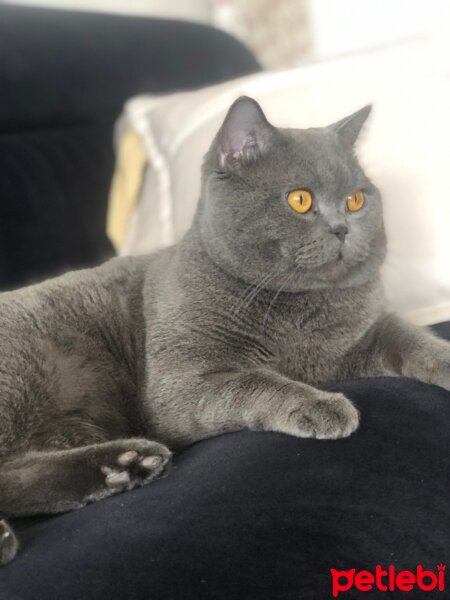 British Shorthair, Kedi  Duman’ım ♾️ fotoğrafı