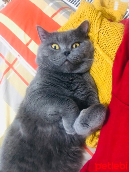 British Shorthair, Kedi  Duman’ım ♾️ fotoğrafı