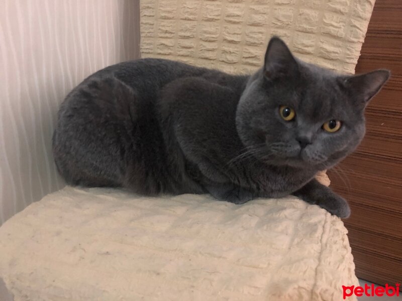 British Shorthair, Kedi  Duman’ım ♾️ fotoğrafı