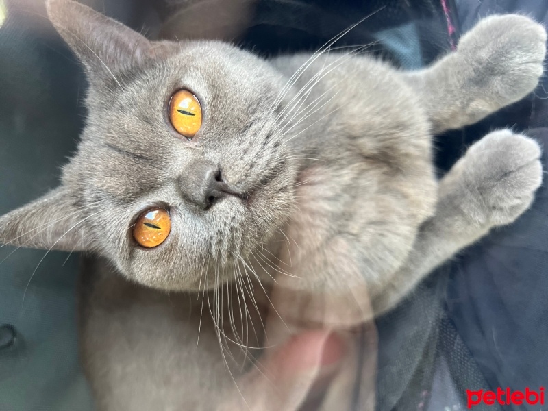 British Shorthair, Kedi  Mia fotoğrafı
