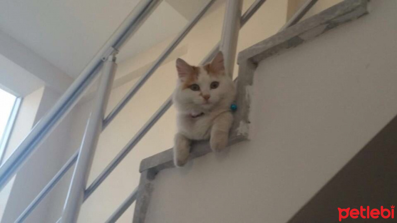 Tekir Kedi, Kedi  İrma fotoğrafı