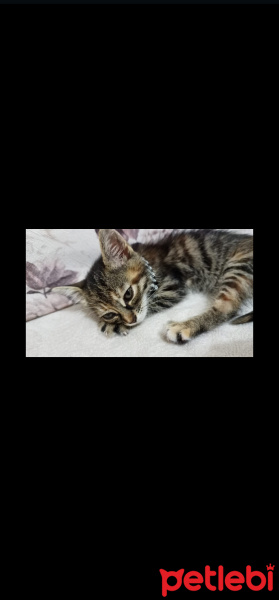 Tekir Kedi, Kedi  Mia fotoğrafı