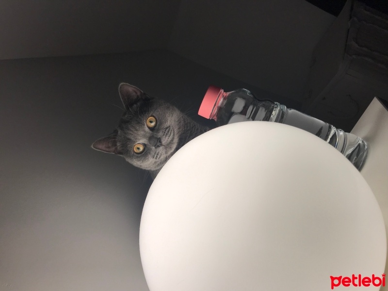 British Shorthair, Kedi  Gölge fotoğrafı