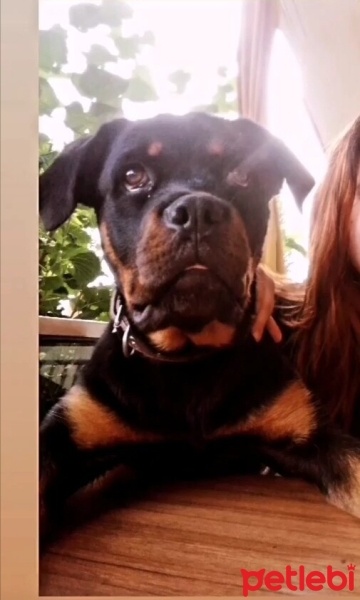 Rottweiler, Köpek  Shadow fotoğrafı