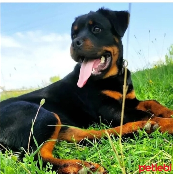 Rottweiler, Köpek  Shadow fotoğrafı