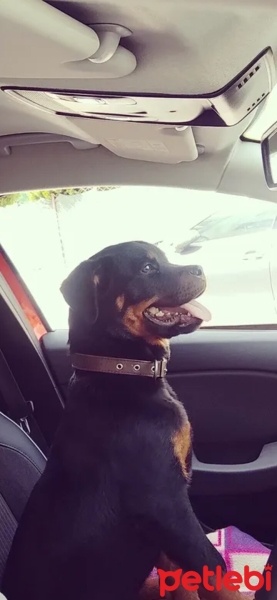Rottweiler, Köpek  Shadow fotoğrafı