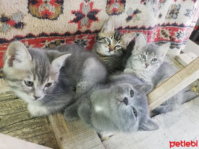 Tekir Kedi, Kedi  Pürenin yavruları fotoğrafı