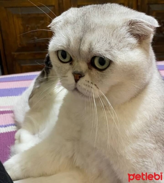 Scottish Fold, Kedi  prens fotoğrafı