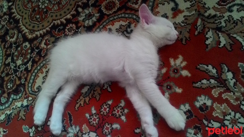 Van Kedisi, Kedi  Şans fotoğrafı