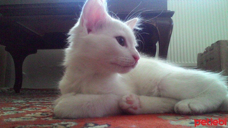 Van Kedisi, Kedi  Şans fotoğrafı