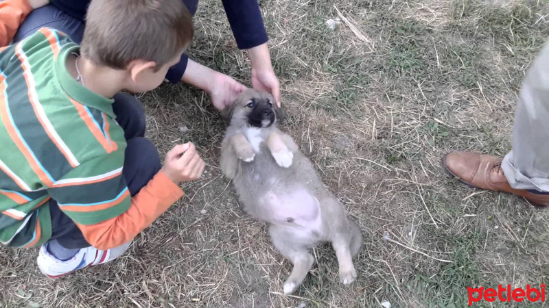 Kangal, Köpek  PaŞa fotoğrafı