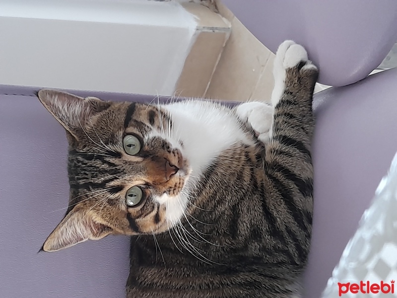 Tekir Kedi, Kedi  Venüs fotoğrafı