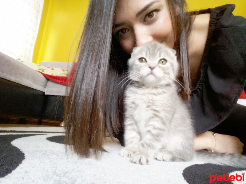 Scottish Fold, Kedi  Reyna fotoğrafı