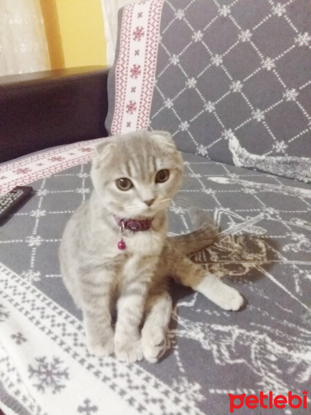 Scottish Fold, Kedi  Reyna fotoğrafı