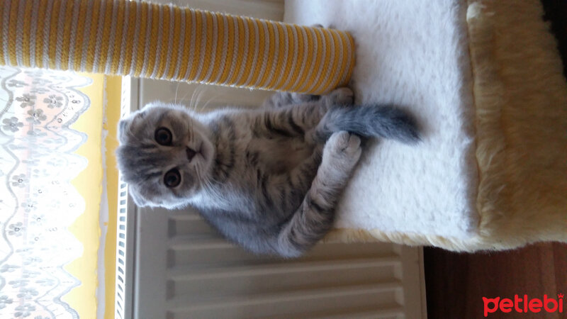 Scottish Fold, Kedi  Reyna fotoğrafı