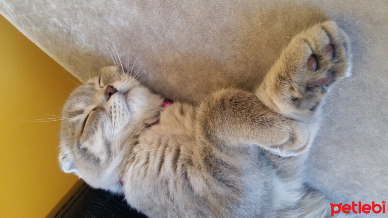 Scottish Fold, Kedi  Reyna fotoğrafı