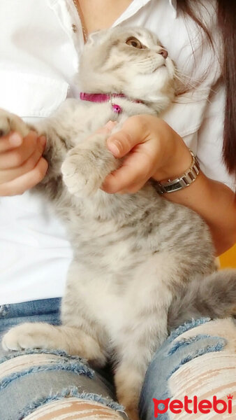 Scottish Fold, Kedi  Reyna fotoğrafı