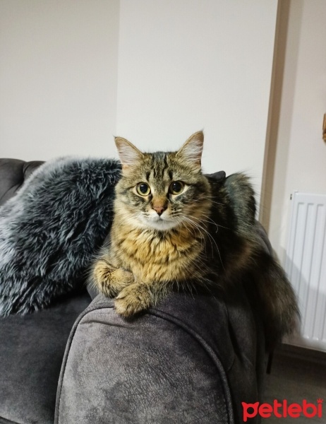 Maine Coon, Kedi  Kömür fotoğrafı