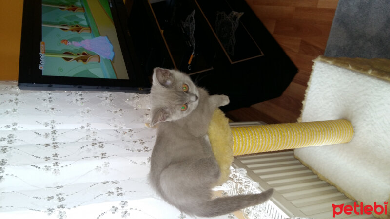 British Shorthair, Kedi  Liza fotoğrafı