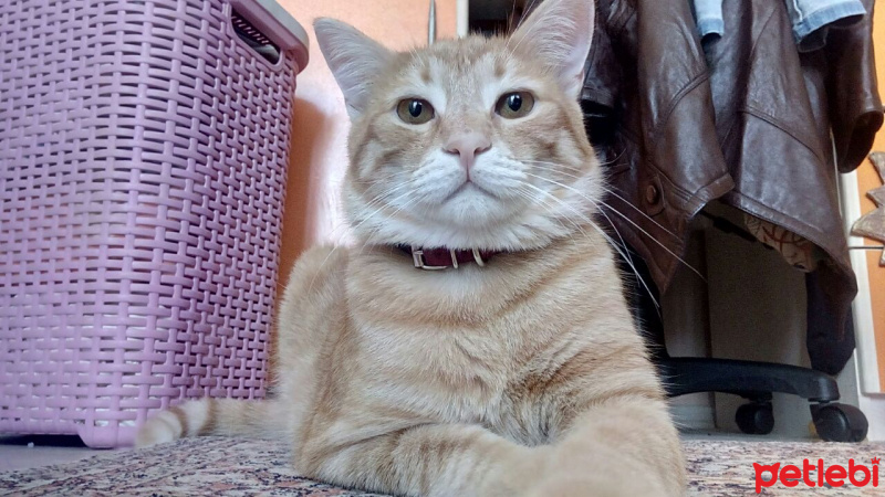 Tekir Kedi, Kedi  Umut fotoğrafı