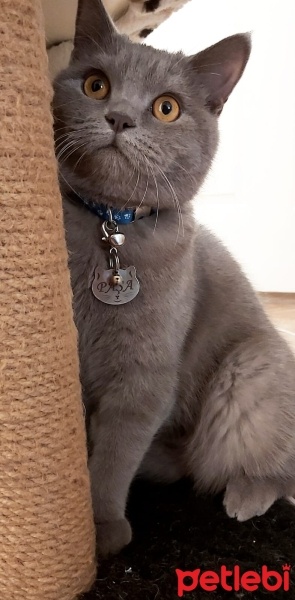 British Shorthair, Kedi  Paşa fotoğrafı