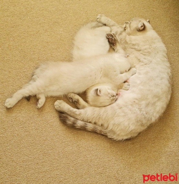 Scottish Fold, Kedi  Lady fotoğrafı