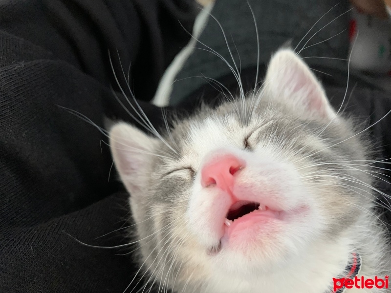 Tekir Kedi, Kedi  Tofu fotoğrafı