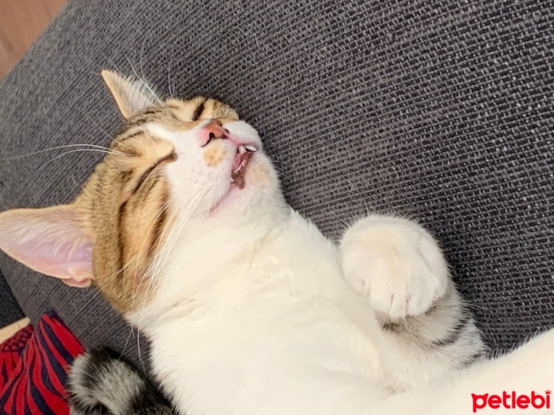 Tekir Kedi, Kedi  Miso fotoğrafı