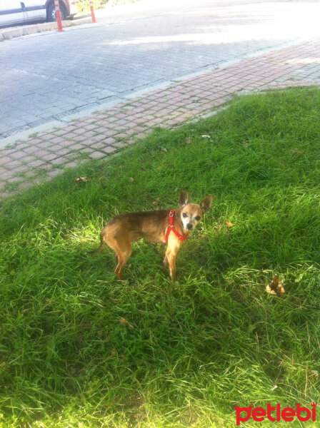 Minyatür Pinscher, Köpek  Minnoş fotoğrafı