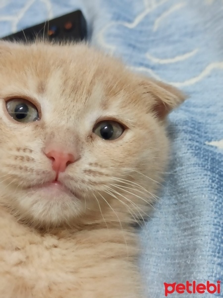 Scottish Fold, Kedi  mia fotoğrafı