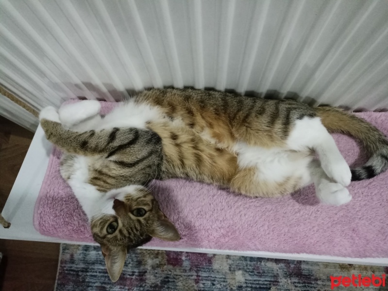 Tekir Kedi, Kedi  Luna fotoğrafı