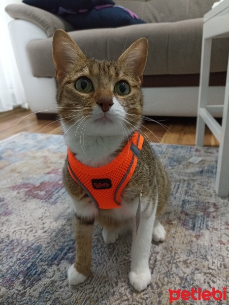 Tekir Kedi, Kedi  Luna fotoğrafı