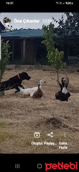 Labrador Retriever, Köpek  MAMBA fotoğrafı