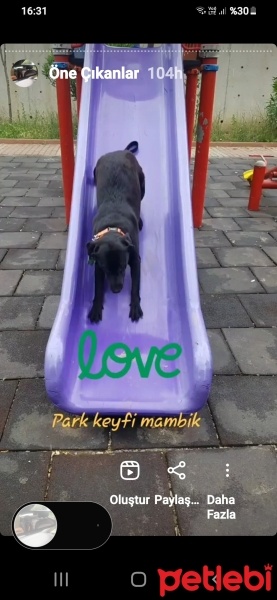Labrador Retriever, Köpek  MAMBA fotoğrafı