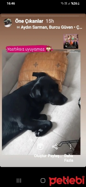 Labrador Retriever, Köpek  MAMBA fotoğrafı