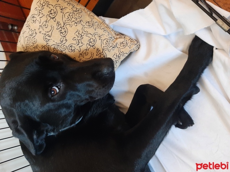 Labrador Retriever, Köpek  MAMBA fotoğrafı
